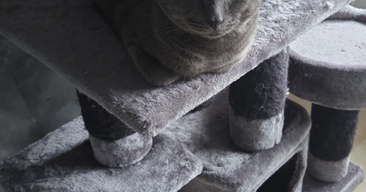 Heb jij Milo, Rocky of Pepsi gezien? Deze drie huisdieren worden in Nissewaard vermist