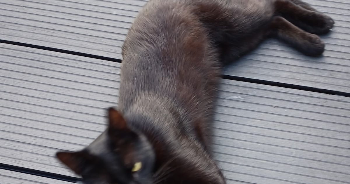 Heb jij Ollie gezien? Dit huisdier wordt in Alblasserdam vermist