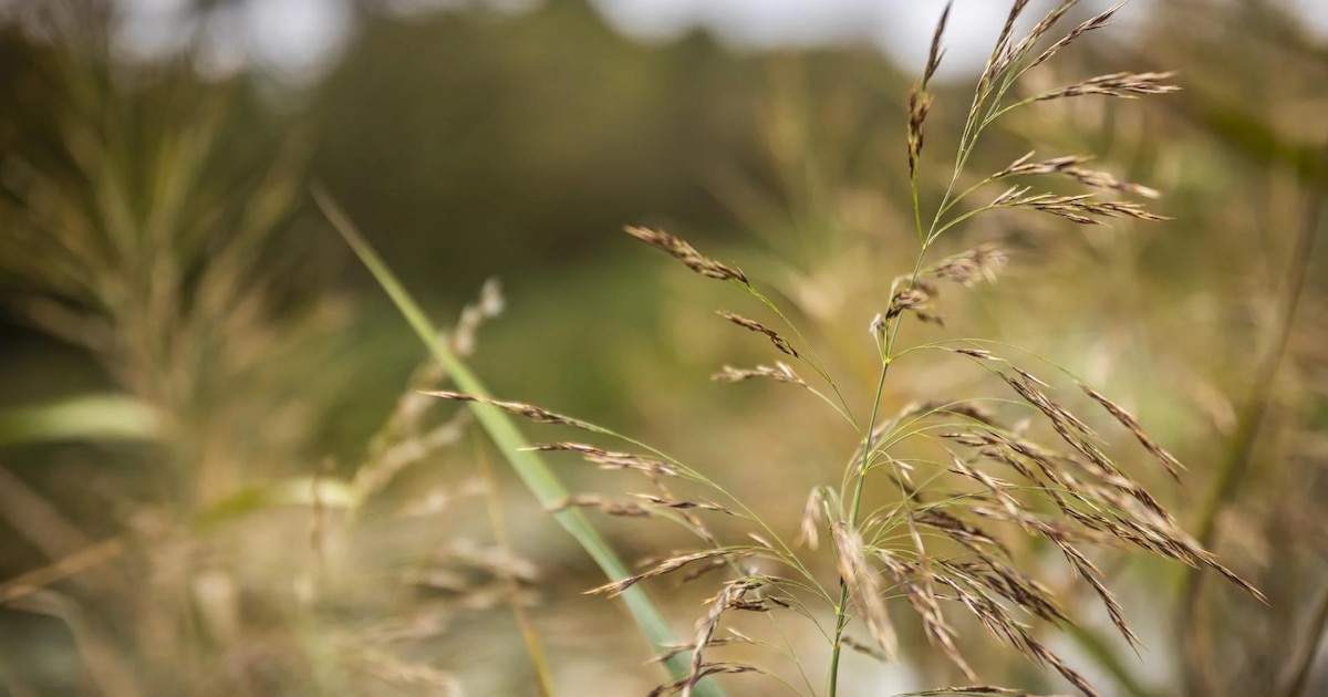 Peelhorst en Maasvallei werken aan UNESCO-erkenning