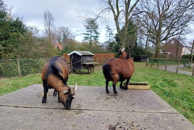 Iedereen wil wel een gratis zouthuisje, wachtlijst is enorm: ‘Reken je niet rijk’