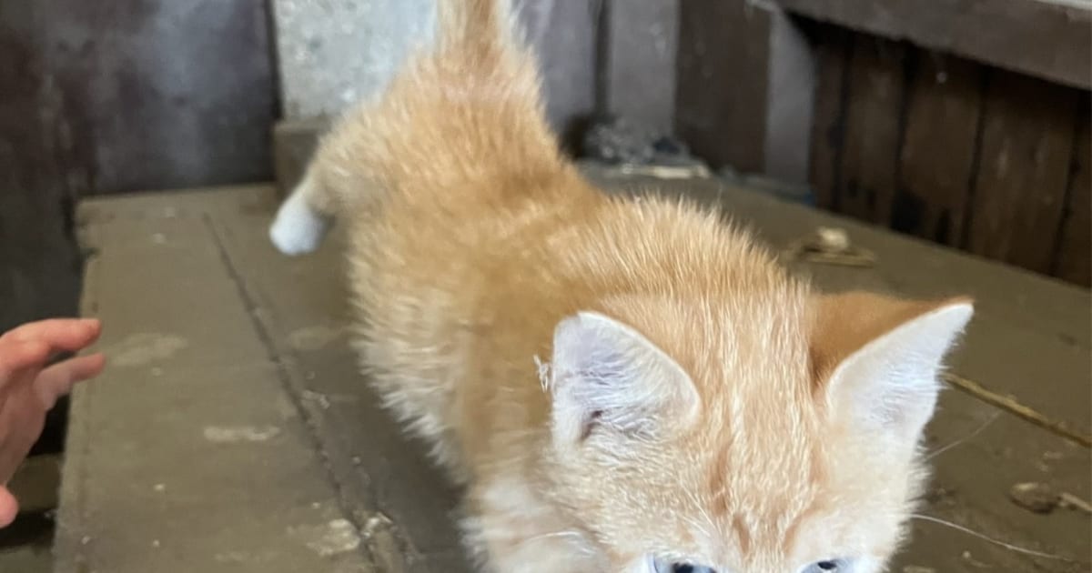 Heb jij Kitten, Kip of Koko gezien? Deze zeven huisdieren worden in Vlaardingen vermist