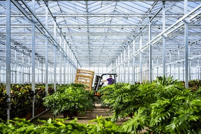 ‘This will be the death blow’: Westland entrepreneurs sound the alarm over VAT on flowers