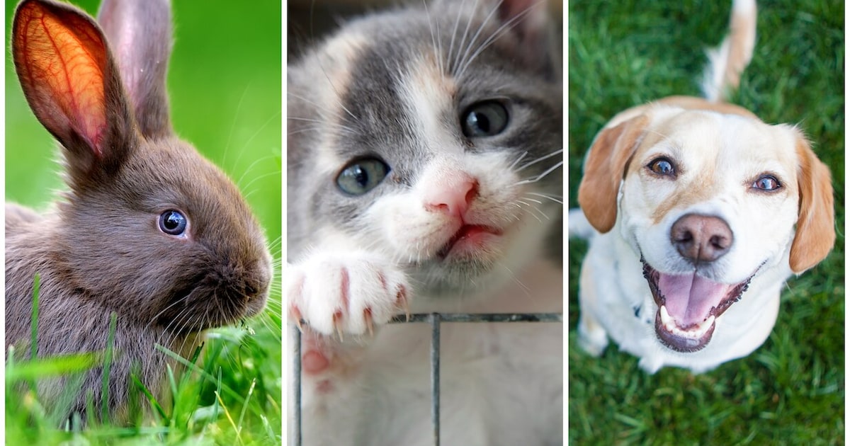 Het is Dierendag in Zoetermeer: stuur je leukste foto in!