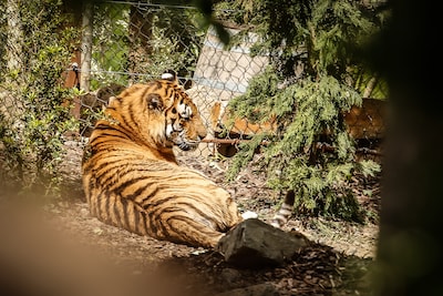 Man klimt tijgerverblijf in, bezoekers hoorden schoten voordat dierentuin sloot