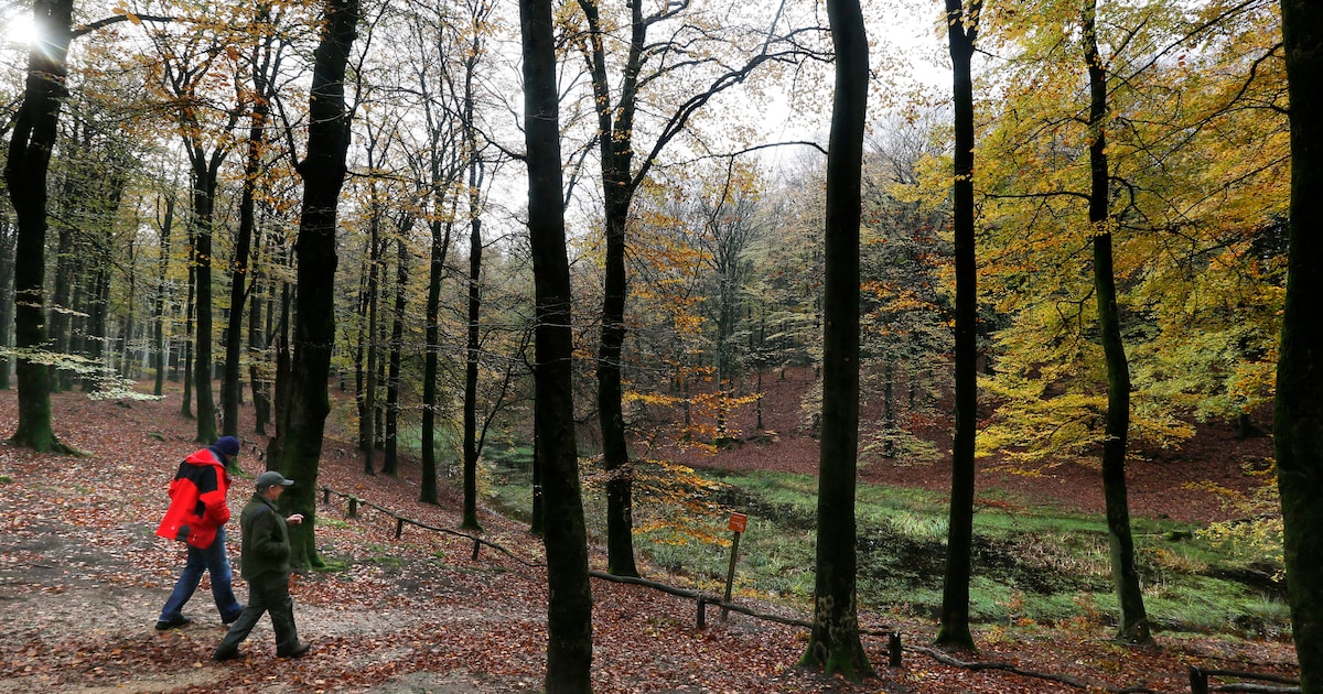 Rondleiding door het Speulderbos en langs het Solse Gat bij Ermelo en Putten