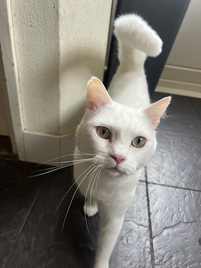Heb jij Ramos, Miki of Willem gezien? Deze 17 huisdieren worden in Utrecht vermist