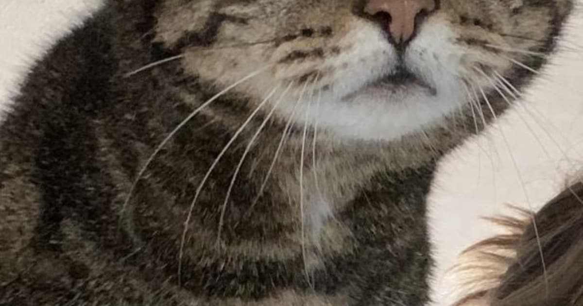 Heb jij Lucky gezien? Dit huisdier wordt in Leusden vermist