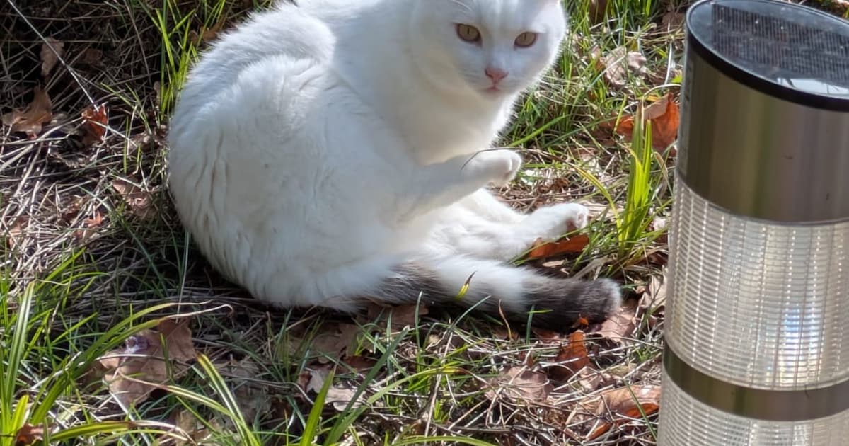 Heb jij Snowie gezien? Dit huisdier wordt in Geldrop-Mierlo vermist