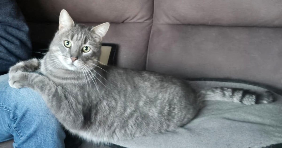 Heb jij Max, Teun of Quinta gezien? Deze drie huisdieren worden in Hollands Kroon vermist