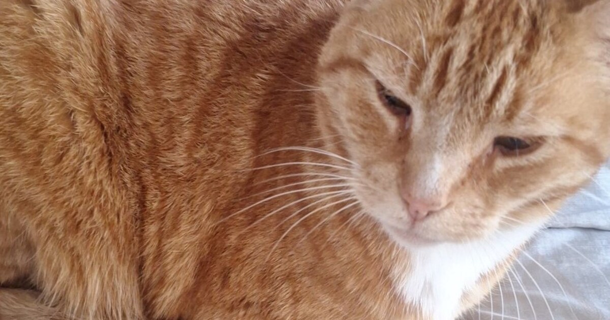 Heb jij Joepi gezien? Dit huisdier wordt in Hardinxveld-Giessendam vermist