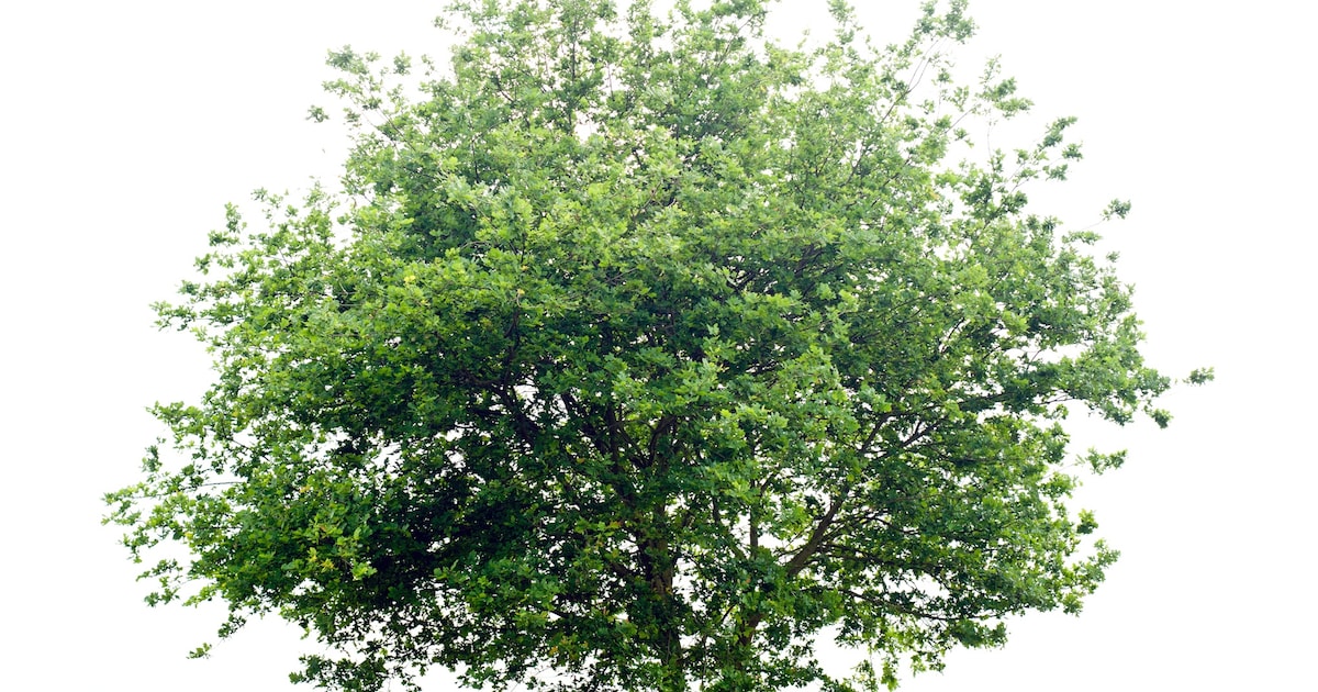 Boomfeestdag in Someren: leerlingen planten bomen