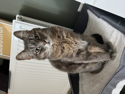 Heb jij Kees, Bontje of Maya gezien? Deze negen huisdieren worden in Westland vermist