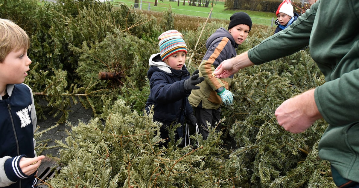 Kerstbomeninzameling! Kinderen leveren kerstboom in en krijgen 50 cent