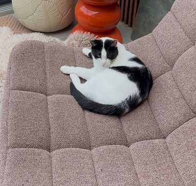 Heb jij Poetje, Lola of Milka gezien? Deze acht huisdieren worden in Roosendaal vermist