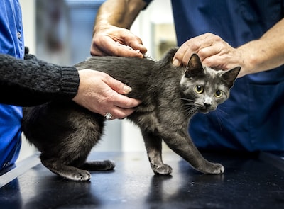 Dierenarts moet cel in voor aanranding assistentes: één vrouw had het tien jaar lang vrijwel dagelij