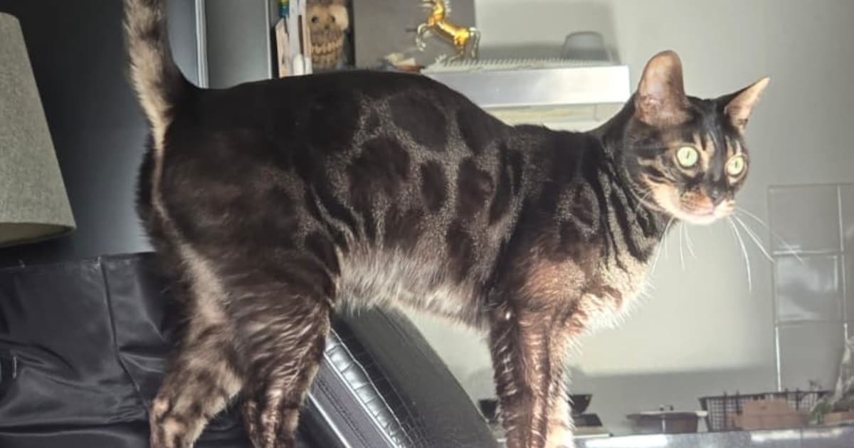 Heb jij Charlie, Lilo of Siepie gezien? Deze vijf huisdieren worden in Leusden vermist