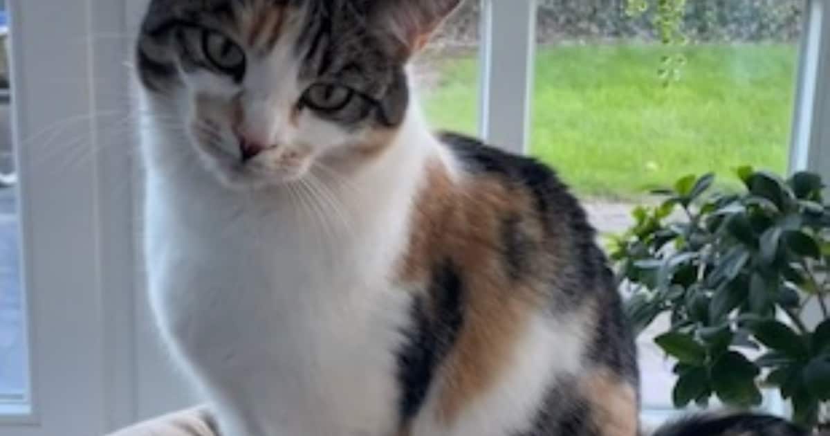 Heb jij Macha gezien? Dit huisdier wordt in Maasdriel vermist