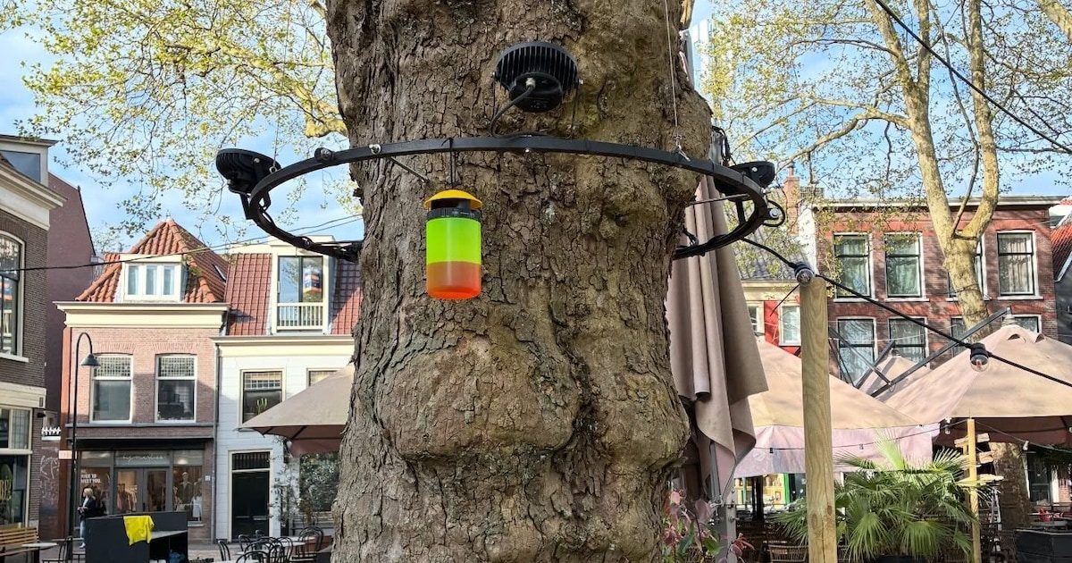 Insectenvangers geplaatst rondom Beestenmarkt in Delft