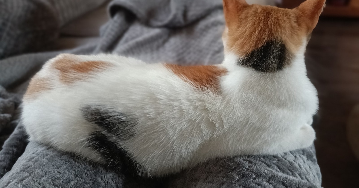 Heb jij Pjotr of Huf gezien? Deze twee huisdieren worden in Stadskanaal vermist