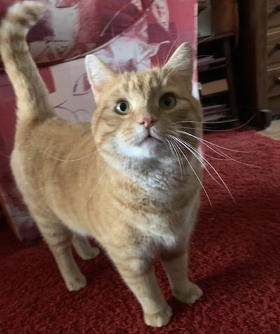 Heb jij Luna, Wall-e of Suki gezien? Deze zeven huisdieren worden in Roosendaal vermist