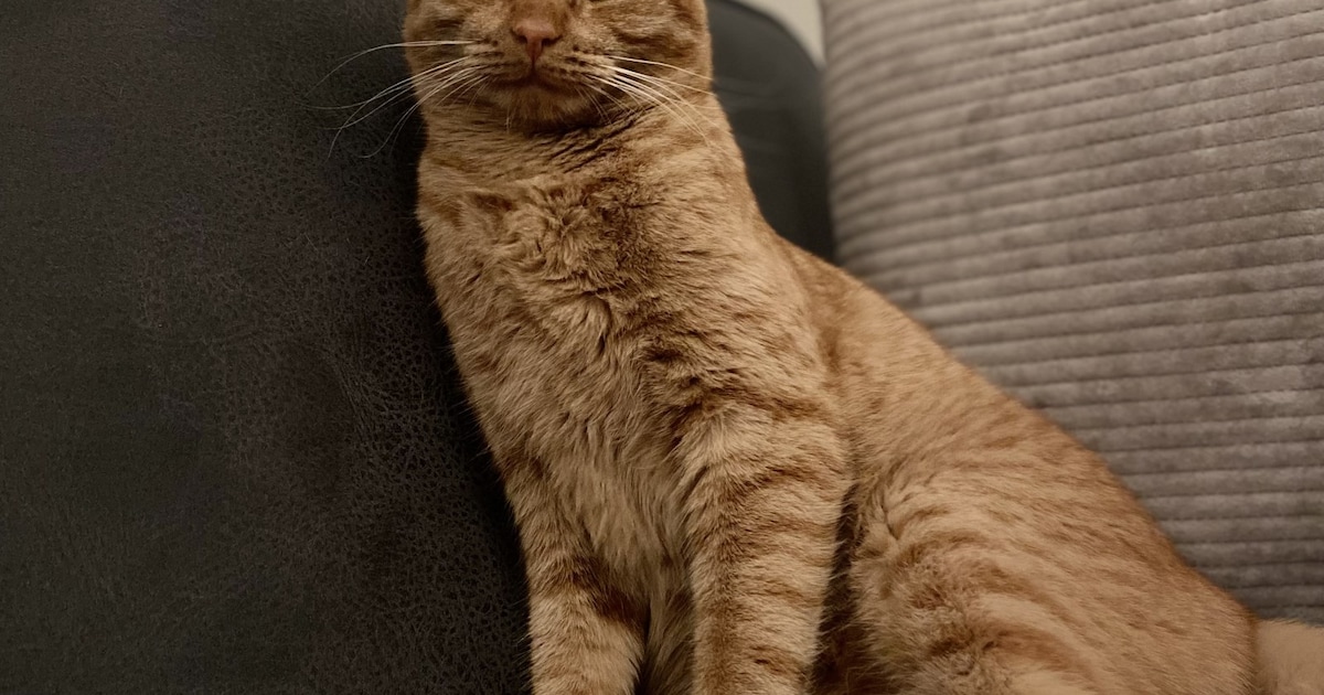 Heb jij Bibi of James gezien? Deze twee huisdieren worden in Veendam vermist