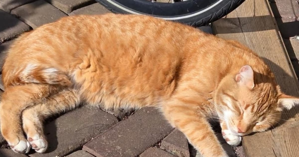 Heb jij Bob gezien? Dit huisdier wordt in Uitgeest vermist