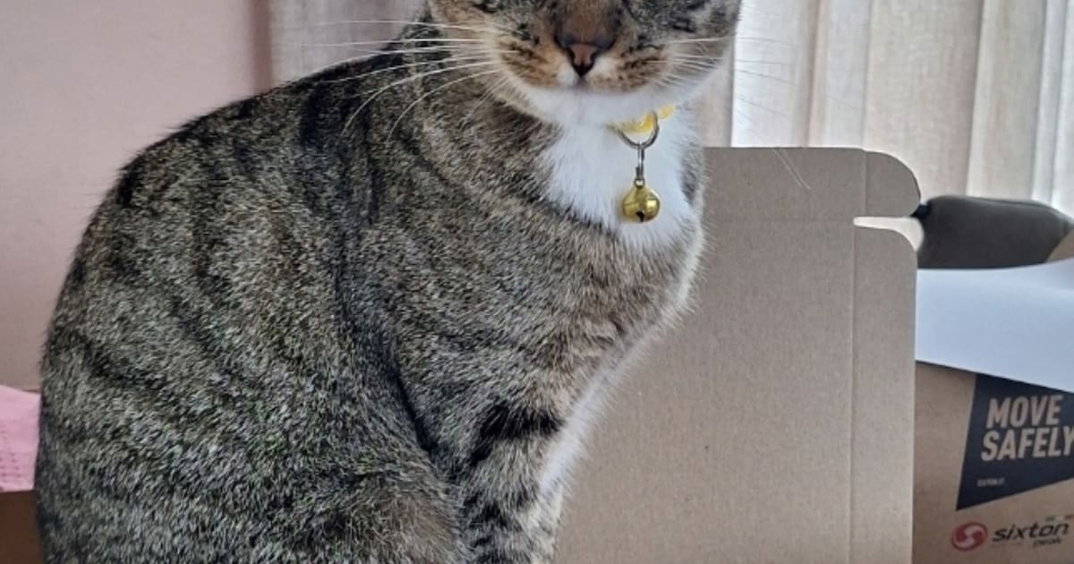 Heb jij Milou gezien? Dit huisdier wordt in Dantumadiel vermist