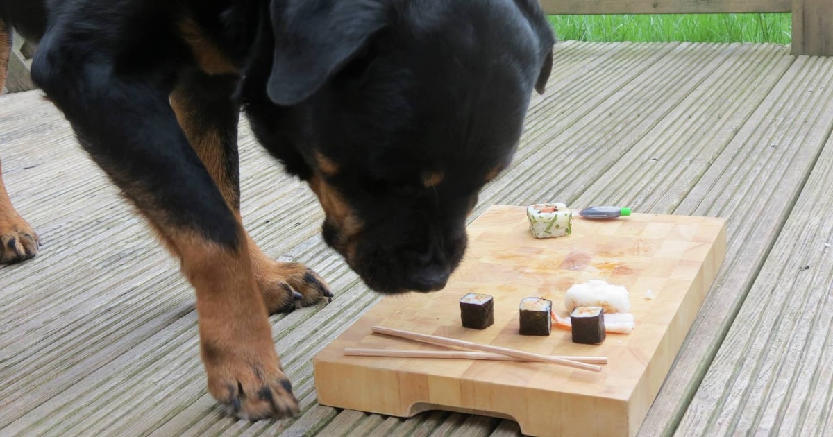 Rottweiler Coco overleden na voltooien van wensenlijstje | Nieuws | AD.nl