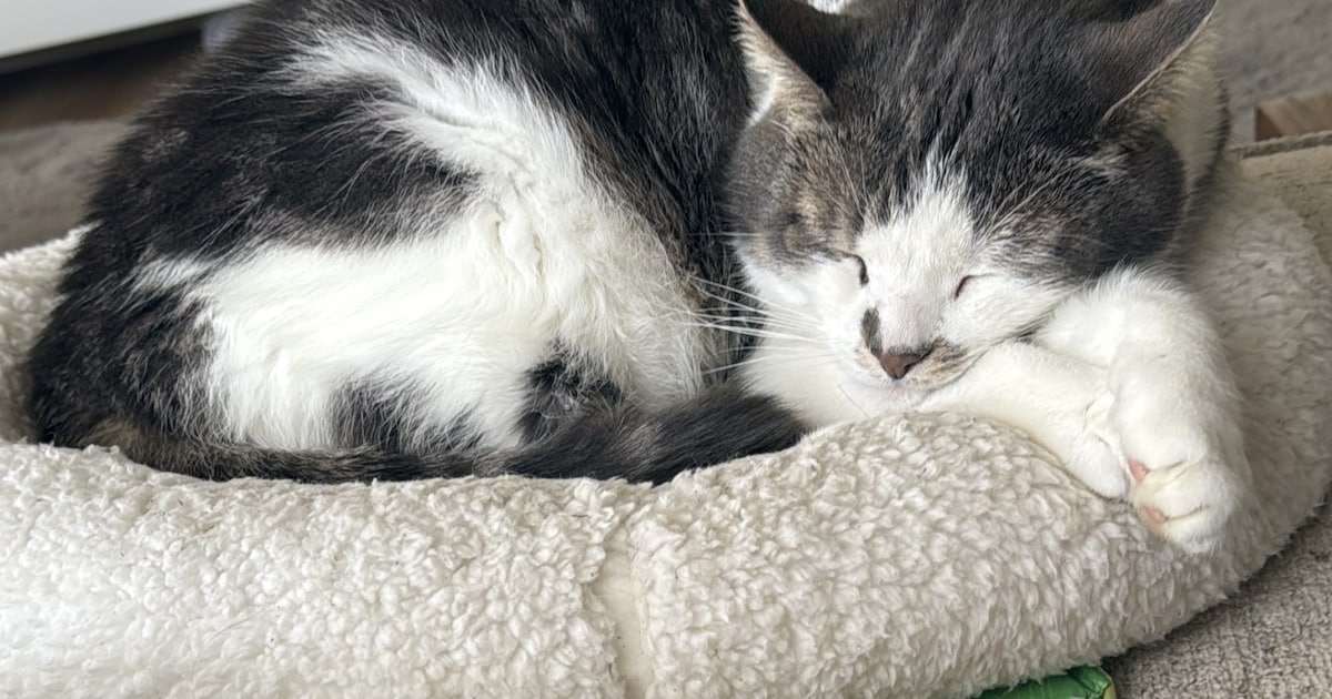 Heb jij Hein gezien? Dit huisdier wordt in Peel en Maas vermist