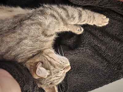 Heb jij Floor, Mickey of Muis gezien? Deze drie huisdieren worden in Oss vermist