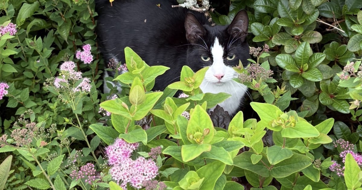 Heb jij Yano of Penny gezien? Deze twee huisdieren worden in Bergeijk vermist