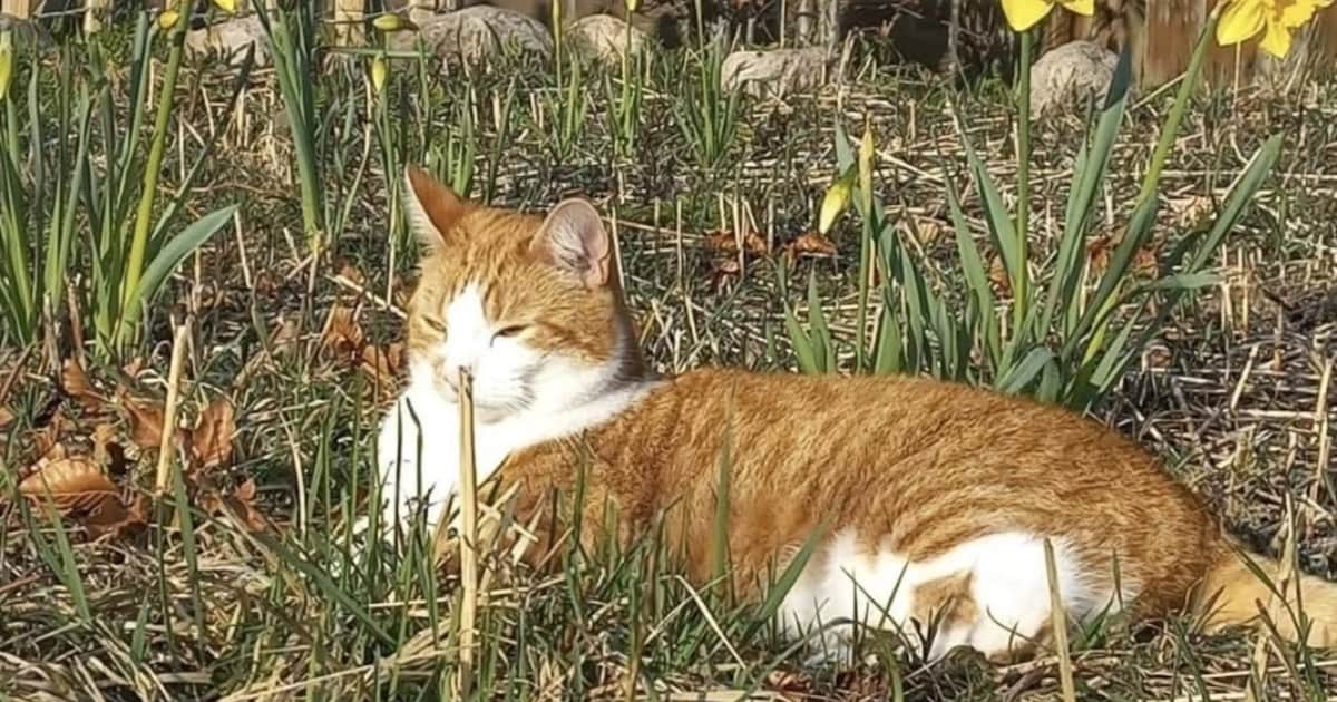 Heb jij Lies of Yob gezien? Deze twee huisdieren worden in Midden-Drenthe vermist