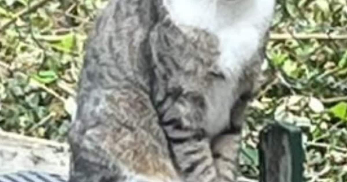Heb jij Gusgaz of Sam gezien? Deze twee huisdieren worden in Boxtel vermist