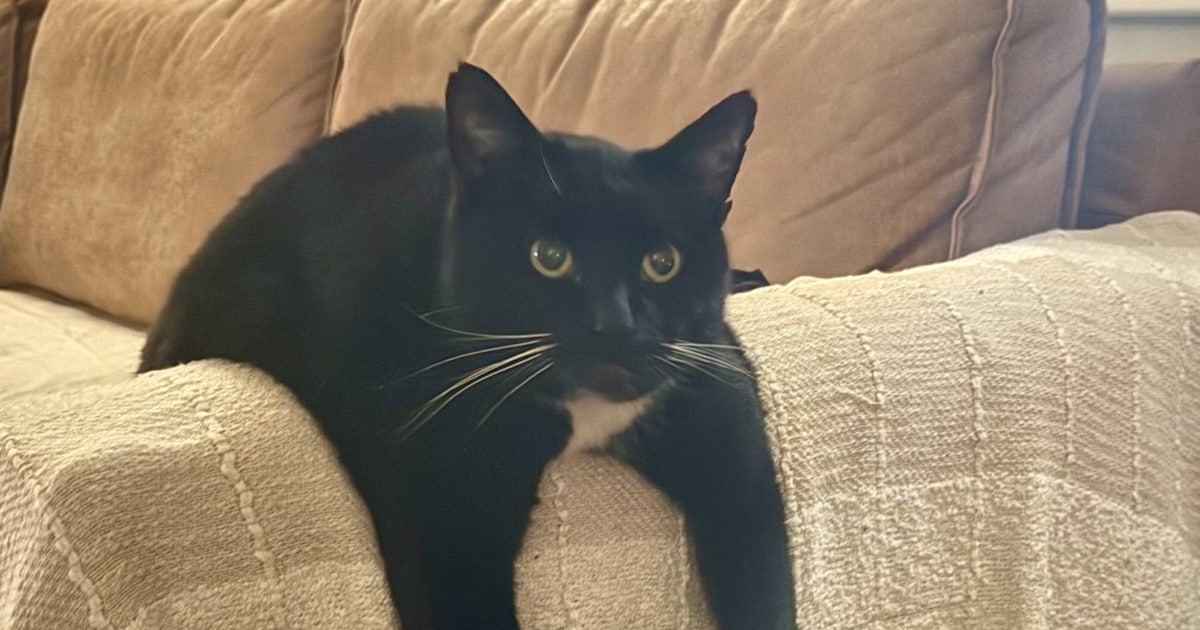 Heb jij Gijs gezien? Dit huisdier wordt in Soest vermist