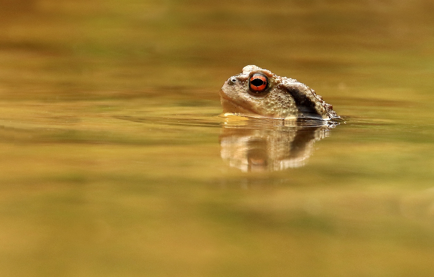 Het voorjaar barst los met stoepplantjes, zingende vogels en massaal ...