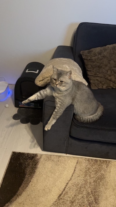 Heb jij Simba, Pukki of Vink gezien? Deze drie huisdieren worden in Nijmegen vermist