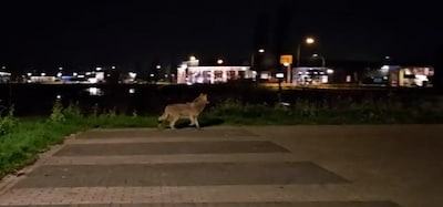 Wolf duikt op bij station Opheusden, dat zorgt voor hilariteit én felle discussie