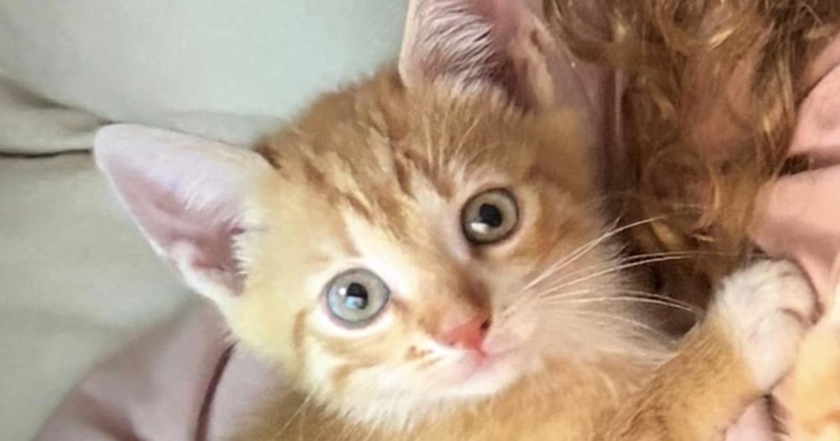 Heb jij Pantertje gezien? Dit huisdier wordt in Nederweert vermist