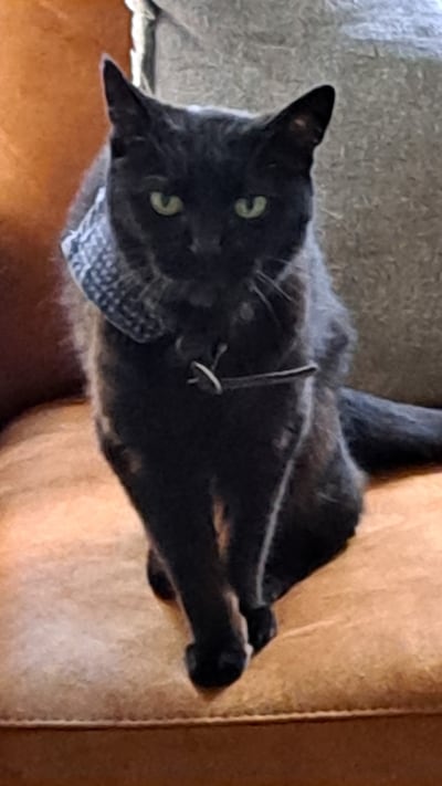 Heb jij Lola gezien? Dit huisdier wordt in Doetinchem vermist