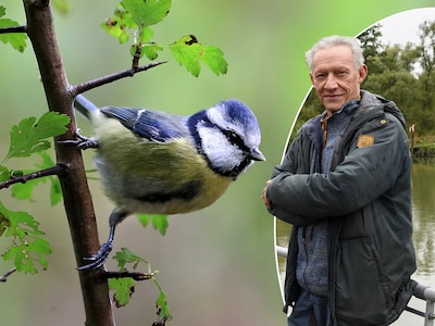 Pimpelmezen trekken massaal naar onze tuinen: daarom zie je ze ineens overal