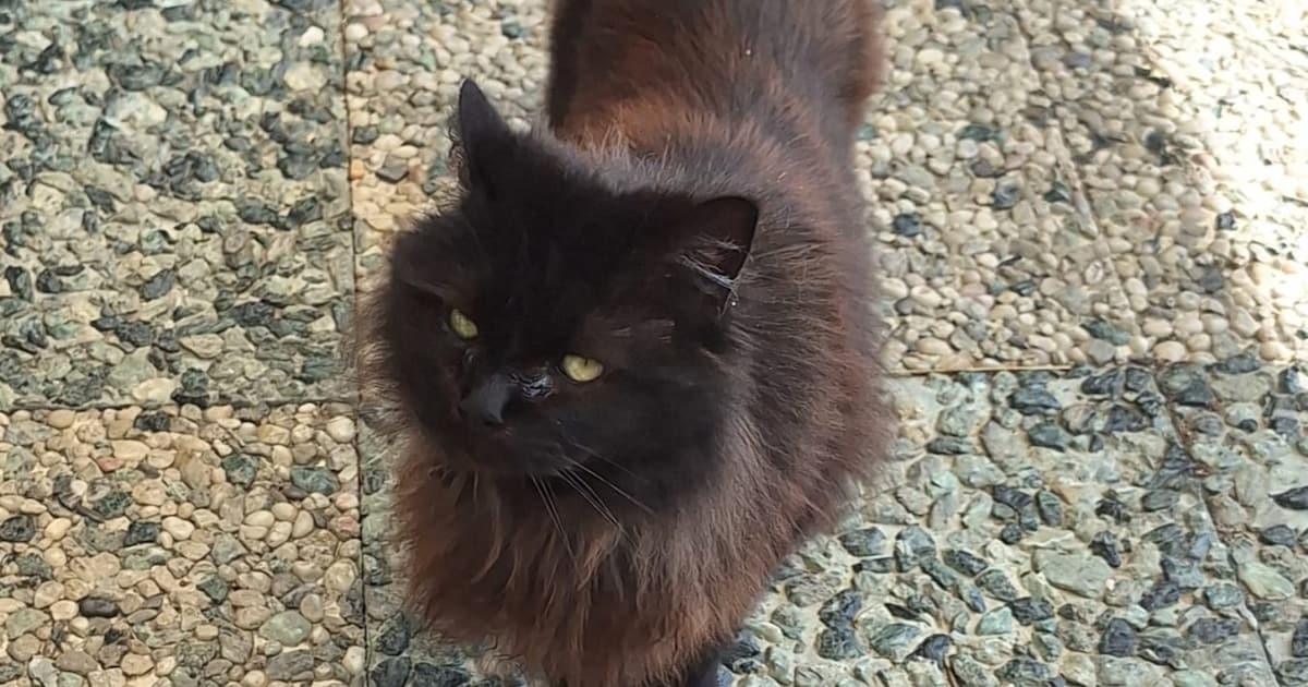Heb jij Echo gezien? Dit huisdier wordt in Simpelveld vermist