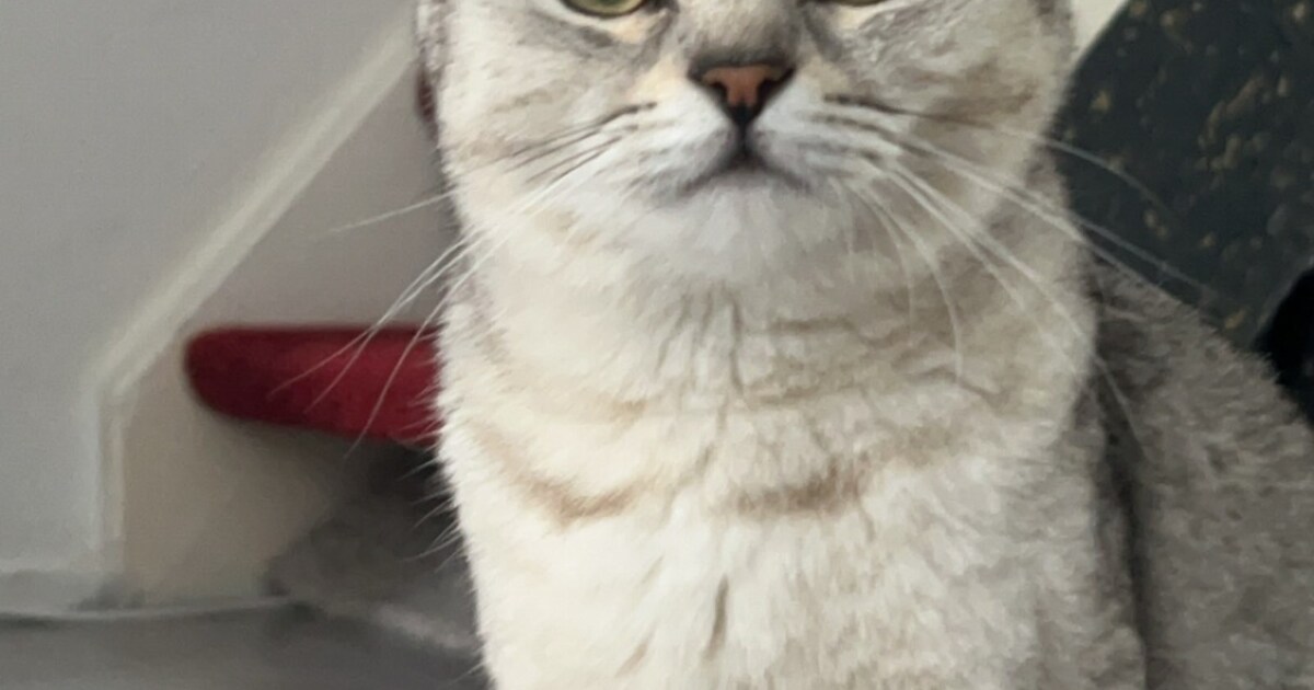 Heb jij Lulu gezien? Dit huisdier wordt in Medemblik vermist