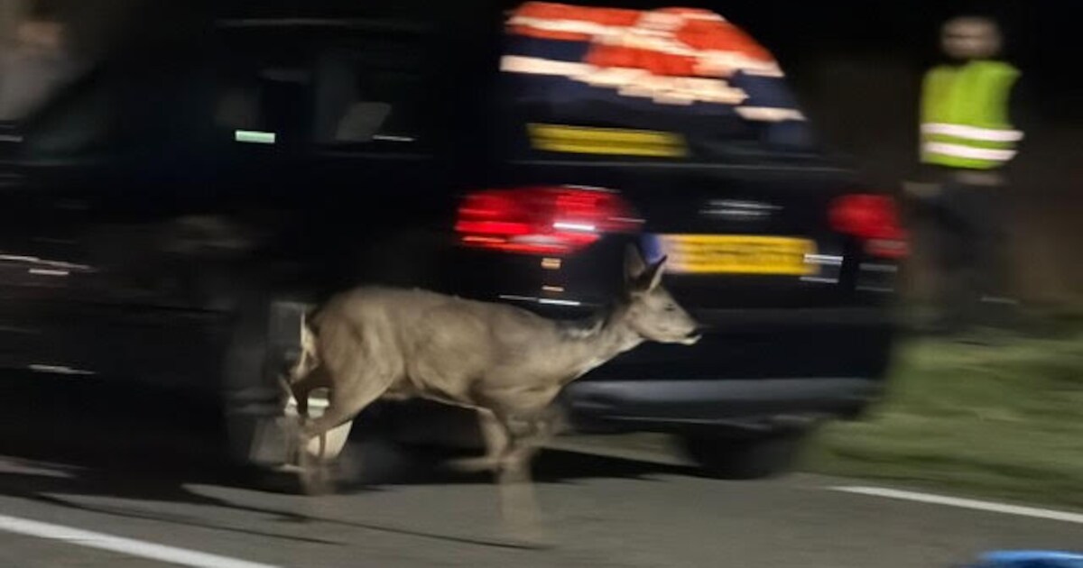 Ree rent het bos in na bevrijding onder auto vandaan in Susteren