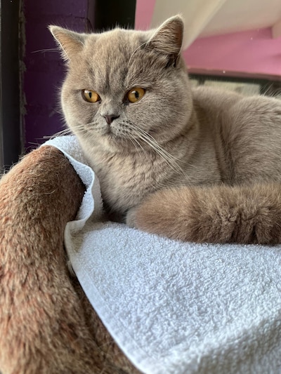 Heb jij Floki gezien? Dit huisdier wordt in Roosendaal vermist