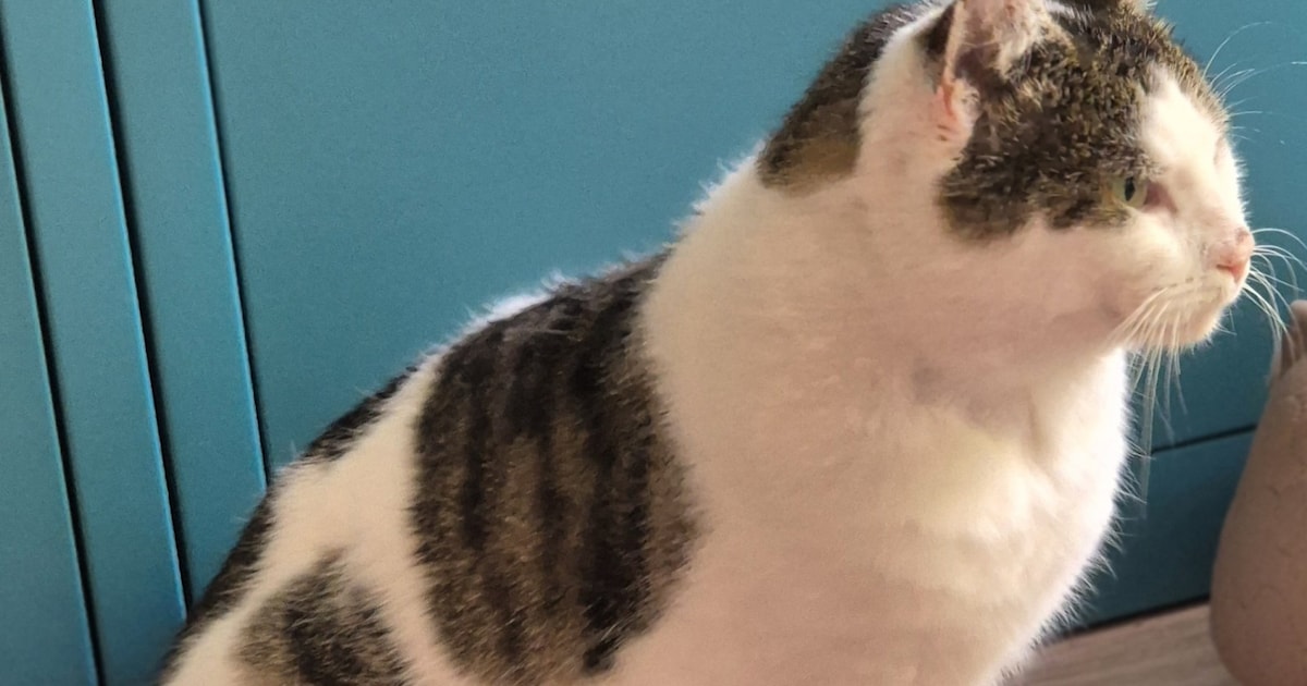 Heb jij Mickey of Thomas gezien? Deze twee huisdieren worden in Midden-Drenthe vermist