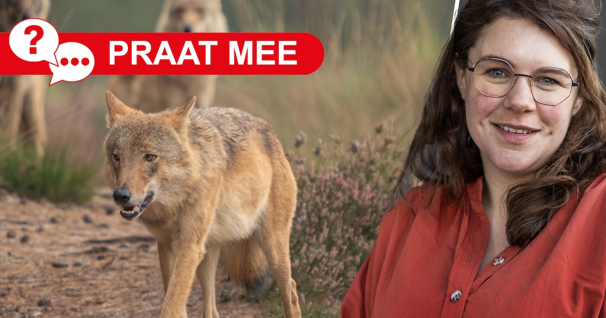 Regels voor verjagen en afschieten van wolf versoepeld: goed idee, of niet?