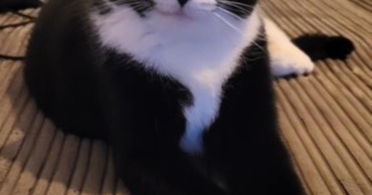 Heb jij Poes of Siep gezien? Deze twee huisdieren worden in Wassenaar vermist