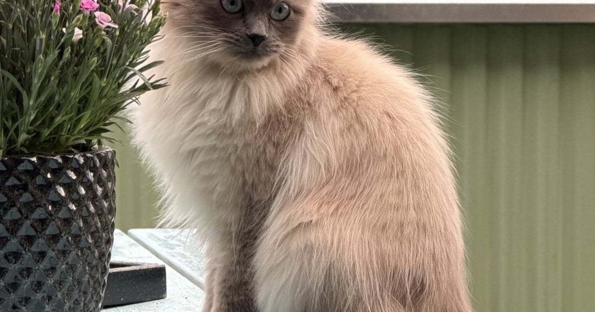 Heb jij Lou gezien? Dit huisdier wordt in Ermelo vermist