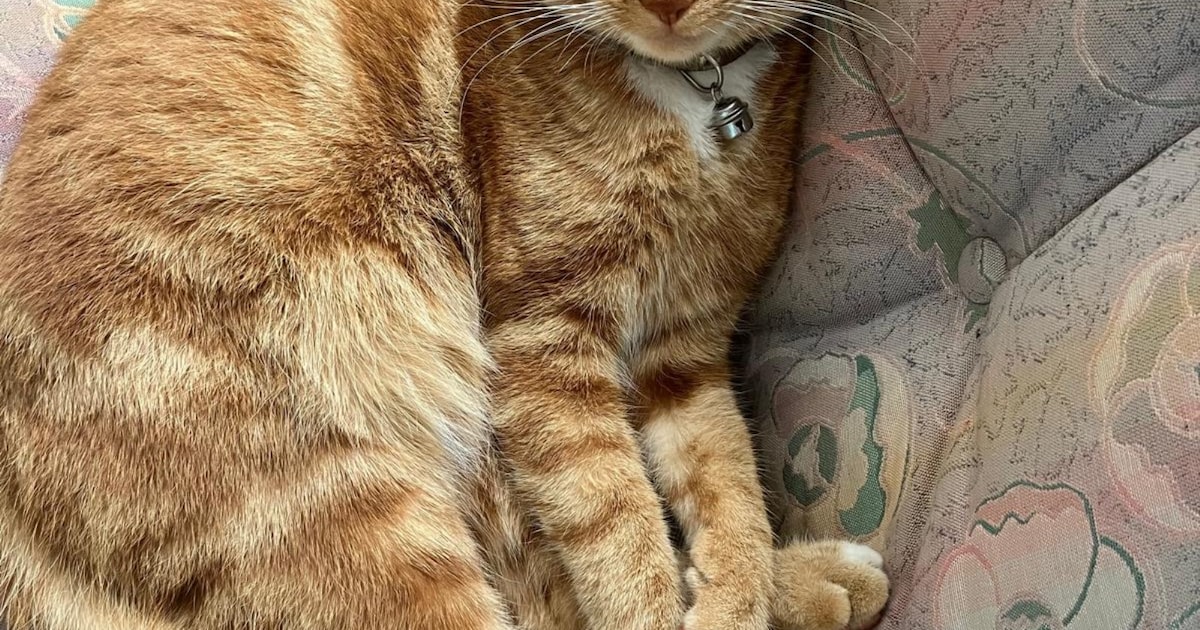 Heb jij Jip, Miquoi of Flip gezien? Deze drie huisdieren worden in Kapelle vermist