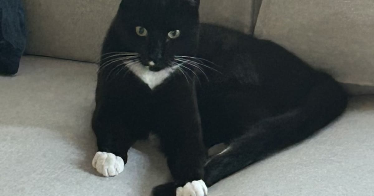 Heb jij Poes of Nala gezien? Deze twee huisdieren worden in Aalsmeer vermist